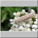 Agriphila tristella - Graszuensler 01.jpg